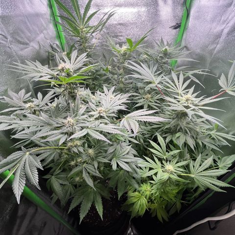Blueberry OG growlog timeline photo