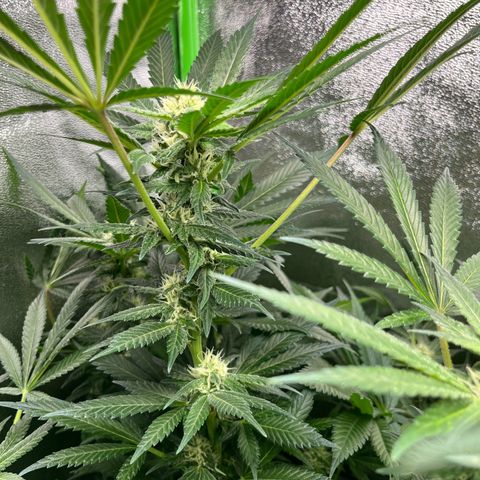 Blueberry OG growlog timeline photo