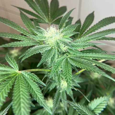 Blueberry OG growlog timeline photo