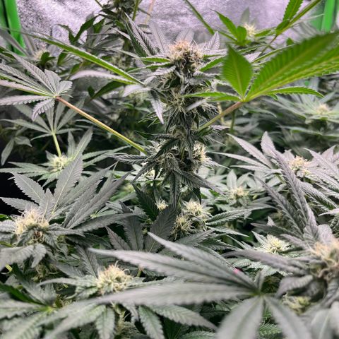 Blueberry OG growlog timeline photo