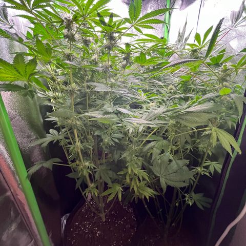 Blueberry OG growlog timeline photo