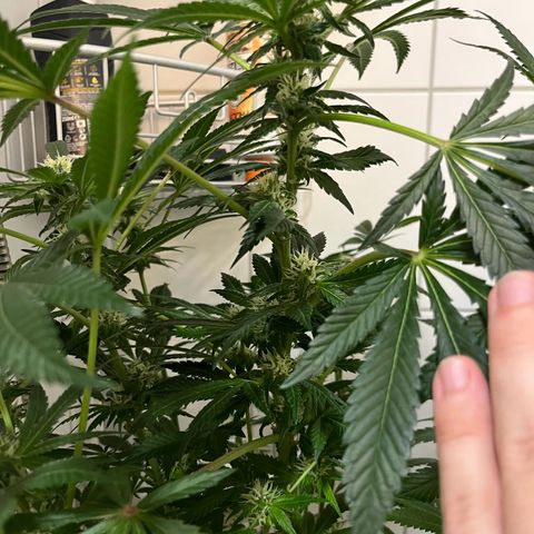 Blueberry OG growlog timeline photo