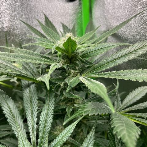 Blueberry OG growlog timeline photo
