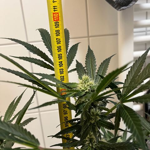 Blueberry OG growlog timeline photo