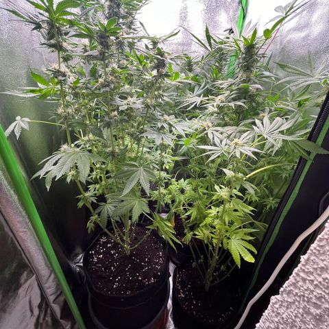 Blueberry OG growlog timeline photo