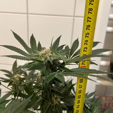 Blueberry OG growlog timeline photo