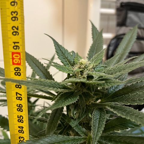 Blueberry OG growlog timeline photo