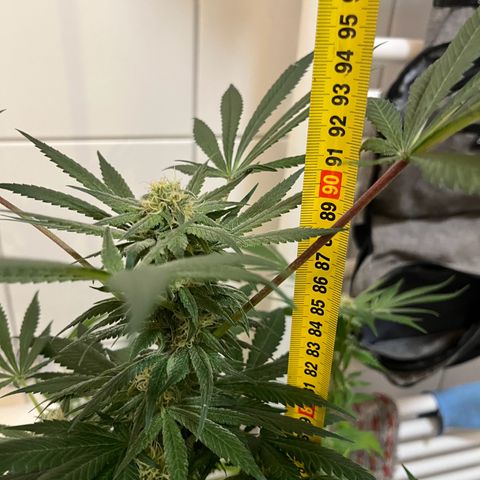 Blueberry OG growlog timeline photo