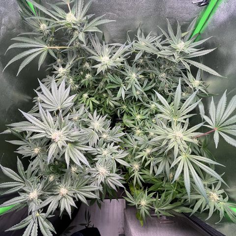 Blueberry OG growlog timeline photo