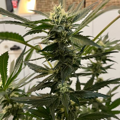 Blueberry OG growlog timeline photo