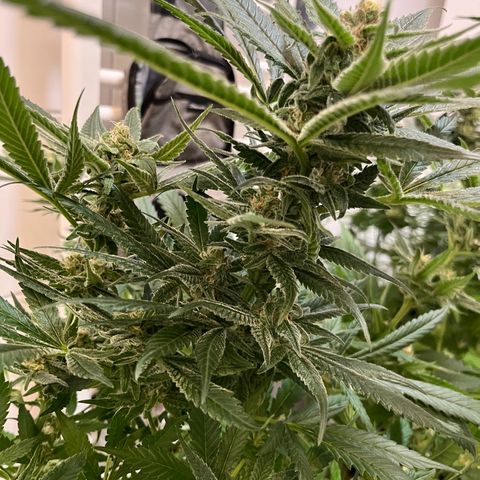 Blueberry OG growlog timeline photo