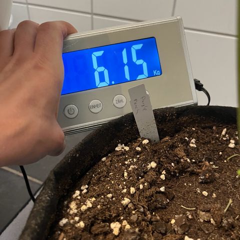 Blueberry OG growlog timeline photo