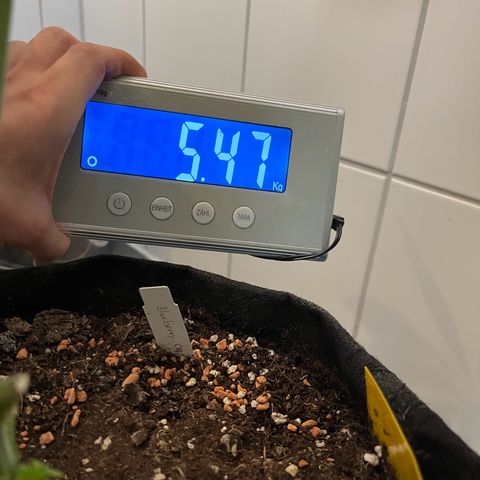 Blueberry OG growlog timeline photo