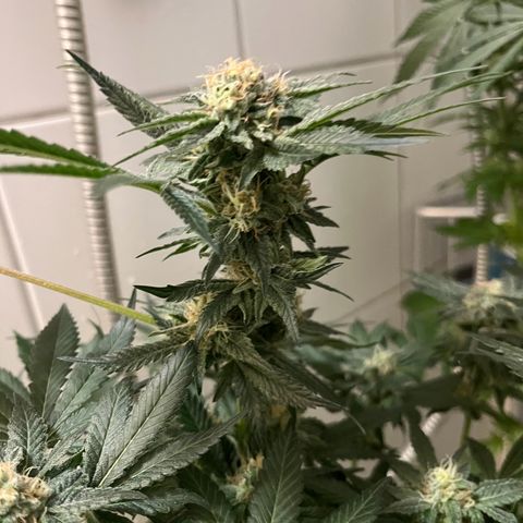 Blueberry OG growlog timeline photo