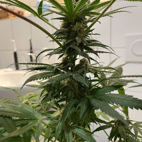 Blueberry OG growlog timeline photo