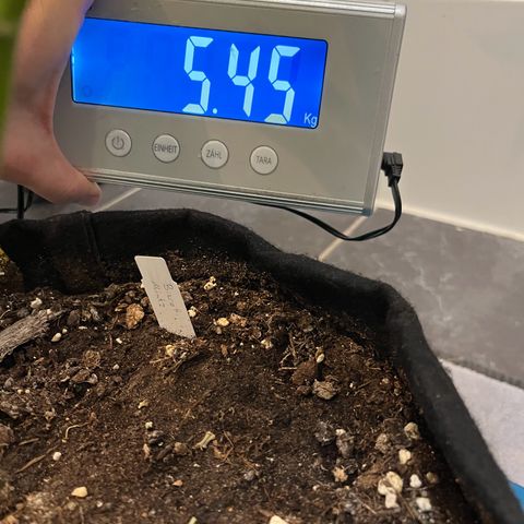 Blueberry OG growlog timeline photo