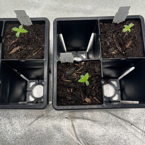 Purple Punch growlog timeline photo