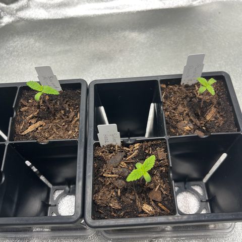 Purple Punch growlog timeline photo