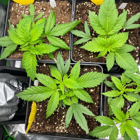 Purple Punch growlog timeline photo