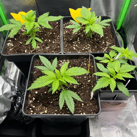 Purple Punch growlog timeline photo
