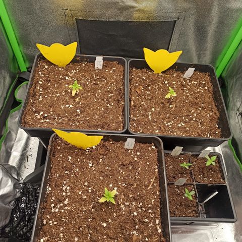 Purple Punch growlog timeline photo