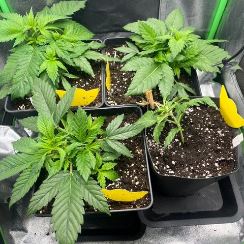 Purple Punch growlog timeline photo