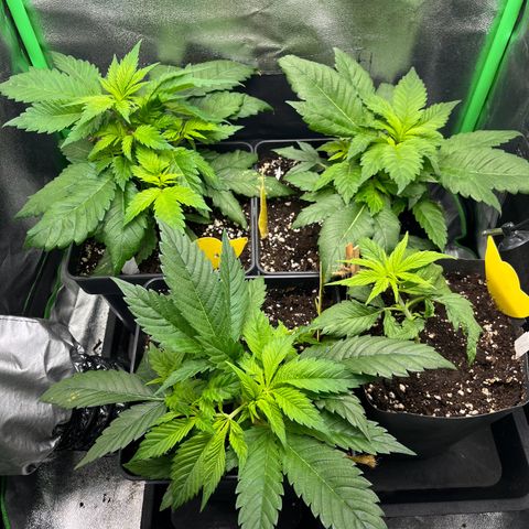Purple Punch growlog timeline photo