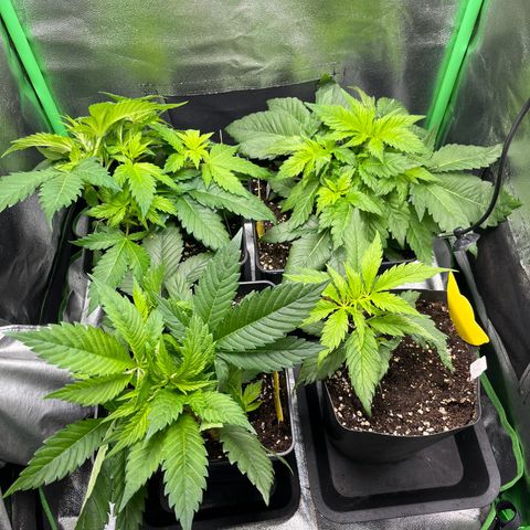 Purple Punch growlog timeline photo