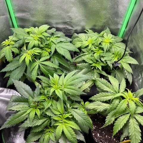 Purple Punch growlog timeline photo