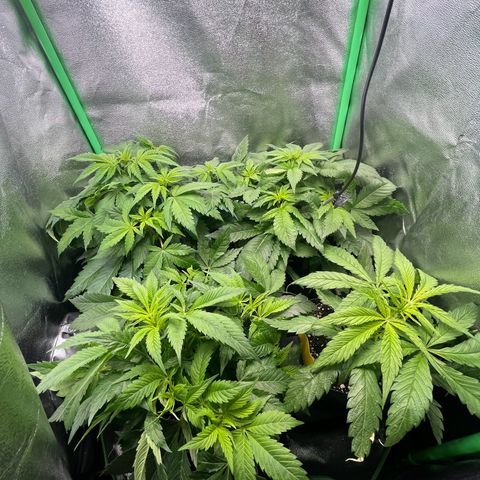 Purple Punch growlog timeline photo