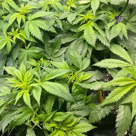 Purple Punch growlog timeline photo