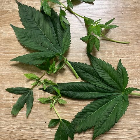Silver Haze growlog timeline photo