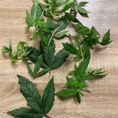 Biscotti Mintz growlog timeline photo