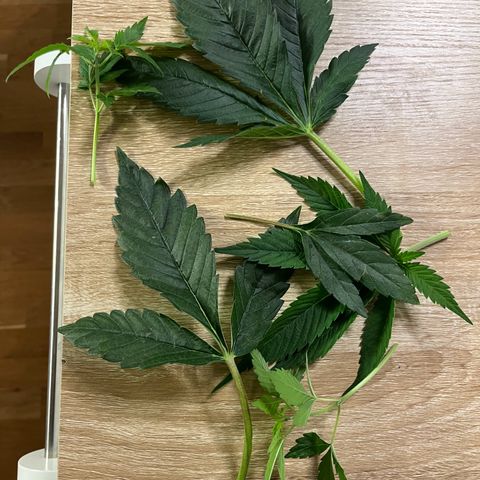 Purple Punch growlog timeline photo