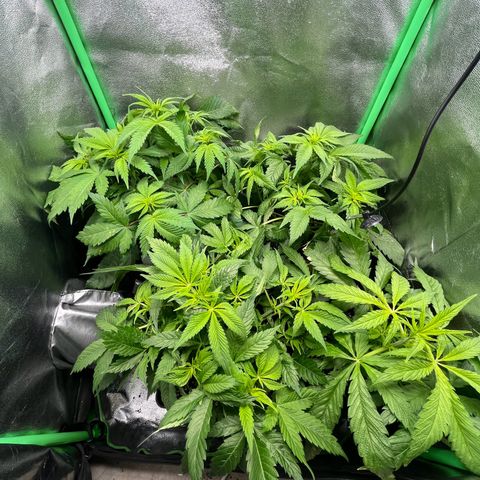 Purple Punch growlog timeline photo