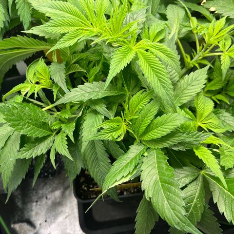 Silver Haze growlog timeline photo