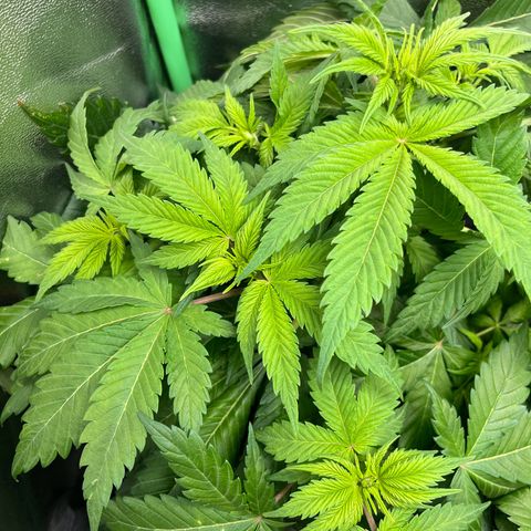 Biscotti Mintz growlog timeline photo