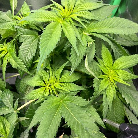 Purple Punch growlog timeline photo
