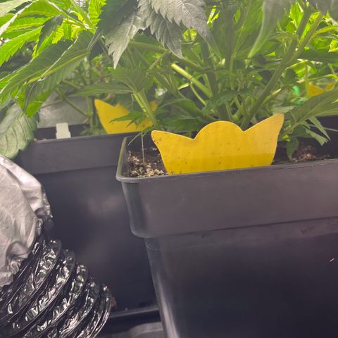 Purple Punch growlog timeline photo