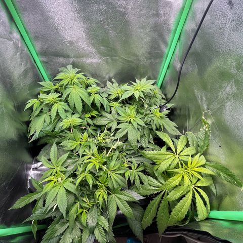 Purple Punch growlog timeline photo