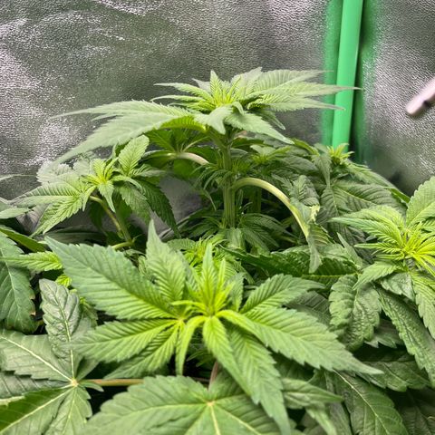 Purple Punch growlog timeline photo