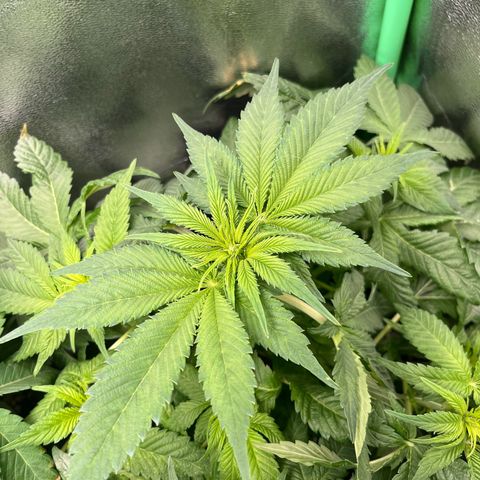 Purple Punch growlog timeline photo