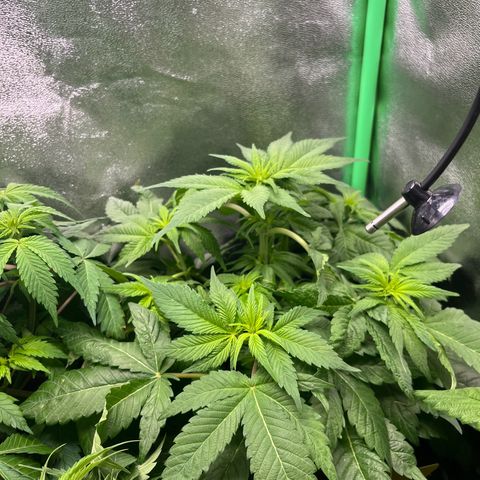Purple Punch growlog timeline photo