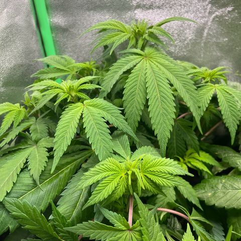 Biscotti Mintz growlog timeline photo