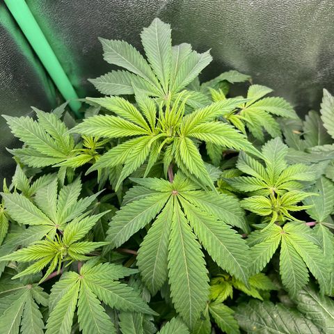 Biscotti Mintz growlog timeline photo