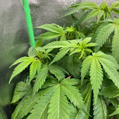Biscotti Mintz growlog timeline photo