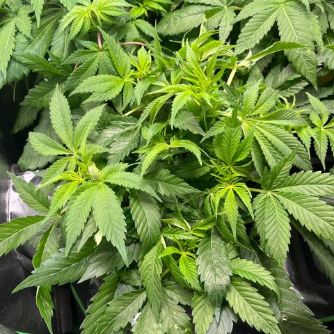 Silver Haze growlog timeline photo