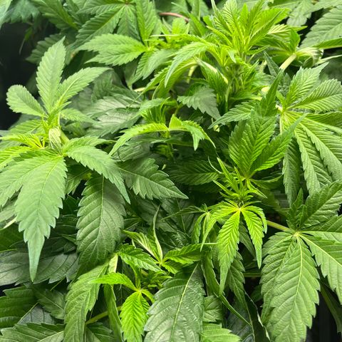 Silver Haze growlog timeline photo