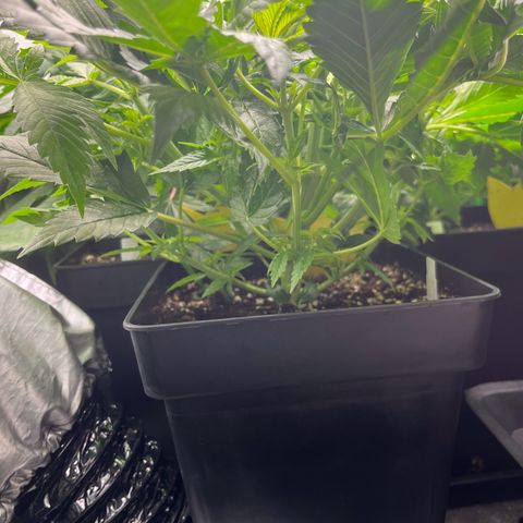 Purple Punch growlog timeline photo