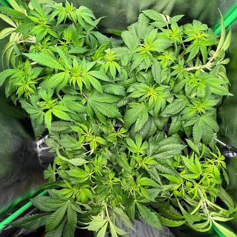 Purple Punch growlog timeline photo